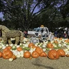 [Photo] Mỹ: Độc đáo ngôi làng bí ngô cổ tích vào mùa Lễ hội Halloween