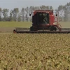 Thu hoạch đậu tương trên cánh đồng ở Perez Millan, Argentina. (Ảnh: AFP/TTXVN)