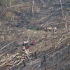 [Photo] Báo động thực trạng phá rừng tái sinh ở huyện biên giới Nậm Pồ