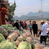 Các mặt hàng nông sản bắp cải, cà rốt... của nông dân Hải Dương được bày bàn tại điểm giải cứu ở Hòa Bình. (Ảnh: Thanh Hải/TTXVN) 