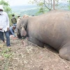 Kinh hoàng cả đàn 18 con voi mất mạng cùng lúc vì sét đánh ở Ấn Độ