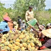 Người dân huyện Mang Yang (tỉnh Gia Lai) thu hoạch dứa. (Ảnh: Quang Thái/TTXVN)