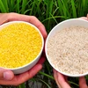 Philippines đi đầu trong sản xuất thương mại gạo vàng biến đổi gene