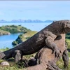 Rồng Komodo có nguy cơ tuyệt chủng do tác động của biến đổi khí hậu