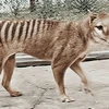 “Hồi sinh” loài hổ Tasmanian qua những thước phim màu