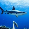 Australia báo động nguy cơ tuyệt chủng của nhiều loài cá mập 