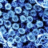 Phát hiện mới về khả năng lây lan của virus SARS-CoV-2 