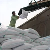 Giá gạo Việt Nam tăng lên mức cao trong hai tháng rưỡi qua