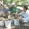 Giá hồng xiêm tại Tiền Giang tăng mạnh, nông dân lãi trên 50%