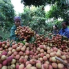 Giải pháp giúp doanh nghiệp xuất khẩu đưa trái cây Việt vươn xa