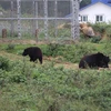 Buôn bán trái phép gấu “giả hổ," ba bị cáo lĩnh án tù giam