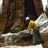 Mỹ: Cháy rừng ở California làm chết hàng nghìn cây cự sam cổ thụ