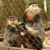 Vườn quốc gia Cúc Phương làm tốt công tác bảo tồn loài linh trưởng