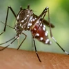 Cuba phát hiện loài muỗi có thể truyền bệnh sốt xuất huyết