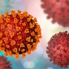 Virus SARS-CoV-2 và ảnh hưởng với hệ thống sinh sản nam giới