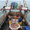 Liên minh châu Âu và Anh đạt thỏa thuận về hạn ngạch đánh bắt cá