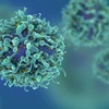 Tế bào T có thể tăng phản ứng miễn dịch chống lại biến thể Omicron