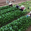 Hà Nội: Rau xanh được mùa nhờ thời tiết thuận lợi, nông dân có lãi