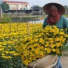 Giá ngày một tăng cao, người trồng hoa Nam Định trúng lớn