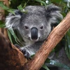Australia liệt gấu koala vào danh sách có nguy cơ tuyệt chủng