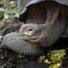 Phát hiện loài rùa khổng lồ mới trên quần đảo Galapagos của Ecuador
