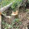 Xuất hiện phương thức phá rừng mới manh động, nguy hiểm tại Lâm Đồng