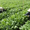 Nhiều loại rau tại thành phố Đà Lạt tăng giá do mưa kéo dài