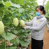 Tăng đổi mới sáng tạo để nâng cao hiệu quả nông nghiệp Việt Nam 