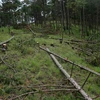 Lâm Đồng điều tra, xử lý nghiêm vụ phá rừng từ thông tin báo chí