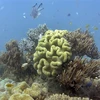 EU hỗ trợ quốc đảo Thái Bình Dương quản lý, bảo tồn đa dạng sinh học