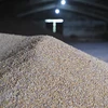 Xuất khẩu ngũ cốc của Ukraine tăng 80% trong tháng Năm