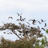 Đàn cò nhạn quý hiếm hơn 1.000 con di cư về vườn quốc gia Lò Gò-Xa Mát