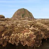 Phú Yên: Hệ sinh thái san hô tại Hòn Yến bị suy giảm nghiêm trọng