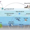 [Infographics] Hạt vi nhựa gây ô nhiễm nguồn thức ăn từ biển
