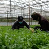 Lâm Đồng có hơn 1.300ha đất sản xuất được chứng nhận hữu cơ