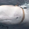 Pháp phát hiện cá voi trắng Beluga đi lạc trên sông Seine