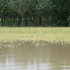 Ngành nông nghiệp Gia Lai bị thiệt hại nặng do mưa lũ