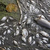 Ba Lan, Đức không phát hiện chất độc hại làm cá chết ở sông Oder