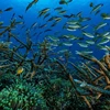 Nhiệt độ nước biển ở Địa Trung Hải ấm lên đe dọa loài sinh vật biển