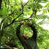 [Photo] Đặc sản na Chi Lăng của Lạng Sơn vào mùa thu hoạch