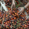 Indonesia gia hạn miễn thuế xuất khẩu dầu cọ đến hết tháng 10