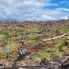 Gia Lai khởi tố vụ án phá rừng đặc dụng tại huyện K'bang