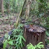 Kon Tum mở rộng điều tra vụ phá rừng tại Công ty lâm nghiệp Sa Thầy