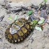 Phát hiện loài rùa núi viền có nguy cơ tuyệt chủng tại Khánh Hòa