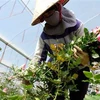 Đà Lạt cung ứng gần 200 triệu cành hoa cho thị trường Tết Nguyên đán