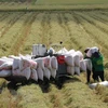 Thị trường nông sản: Giá gạo Việt Nam tăng tuần thứ 3 liên tiếp