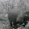 Indonesia chào đón 2 tê giác con Java có nguy cơ tuyệt chủng