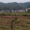Người trồng quýt đặc sản ở tỉnh Cao Bằng lao đao vì cây chết 