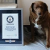Xác nhận kỷ lục "cụ" chó cao tuổi nhất thế giới sống tại Bồ Đào Nha