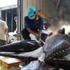 Khánh Hòa xuất khẩu cá ngừ đại dương sang các thị trường giảm 30%